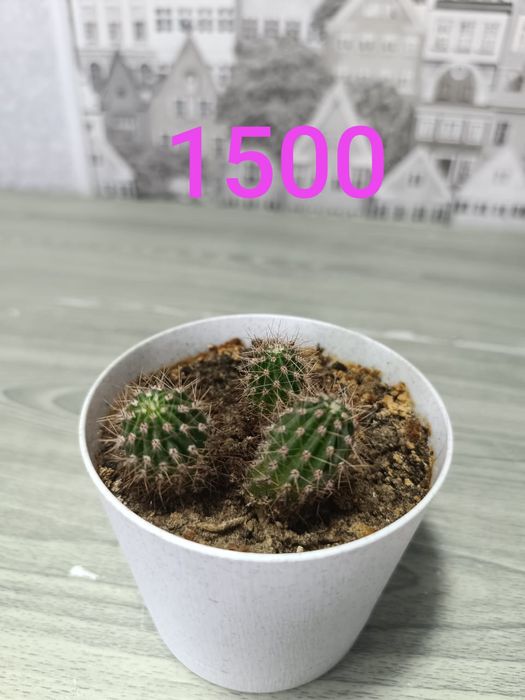 Продам недорого цветы