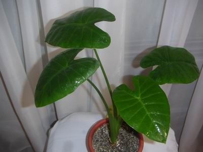 Детки Алоказия Арма