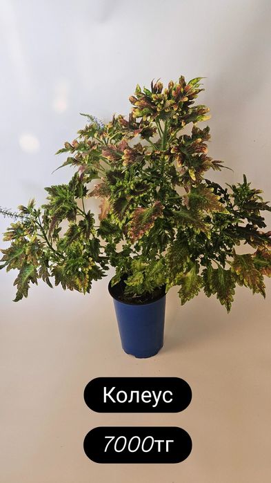 Растения для дома и офиса