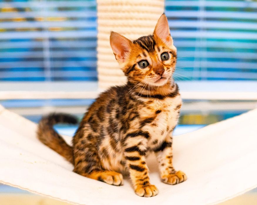 Бенгальские котята с документами