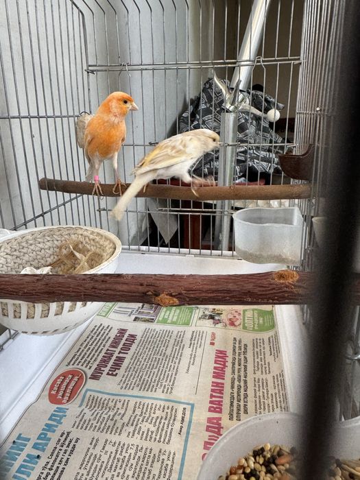 Продается канарейка,ikkalasi ham yoshiga to’lgan nar sayroda,