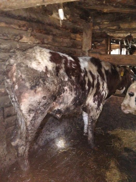 Продам  5 быков и одну телочку