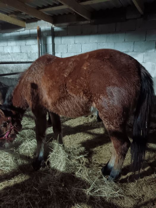 Продам байтал находится в кенжеколи