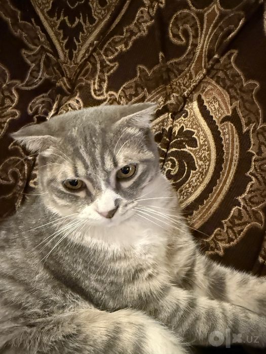 шотландскую вислоухую (Scottish Fold)