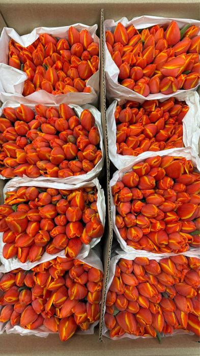 Свежие Тюльпаны оптом