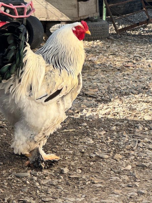 Ouă brahma herminat deschis