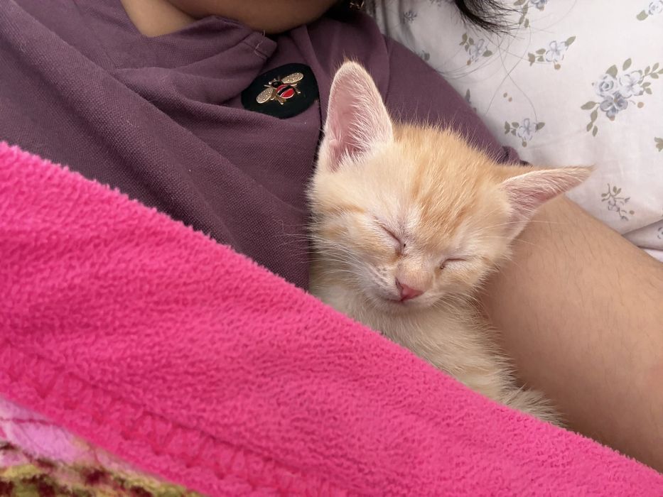 Отдаю котенка Срочно!!