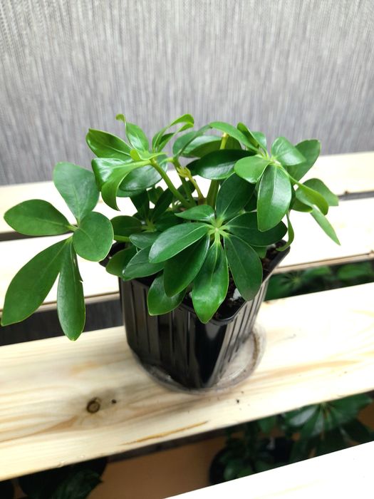 Продам Хойя Триколор