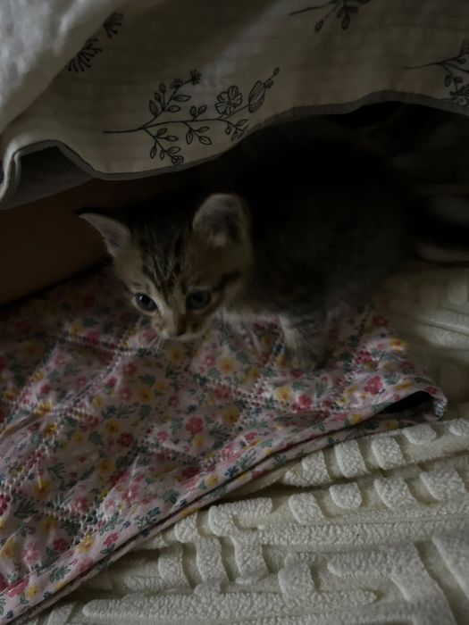 Кошку в добрые руки