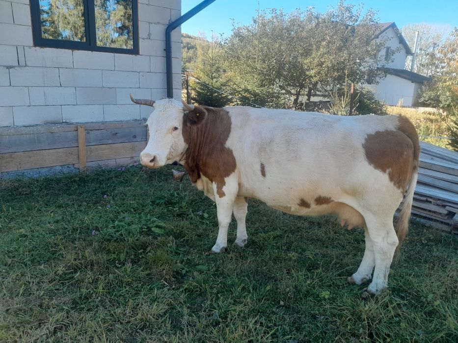 Vaca baltata de 8 ani