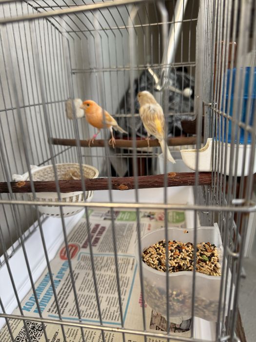 Продается канарейка,ikkalasi ham yoshiga to’lgan nar sayroda,