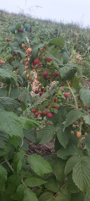 Малина сорт ПАЛАНА