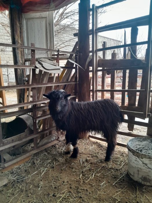 Лақ семіз еркек лақ