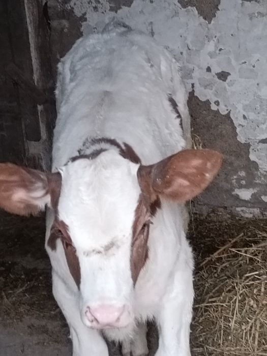 Vând un tăuraș și o vitea