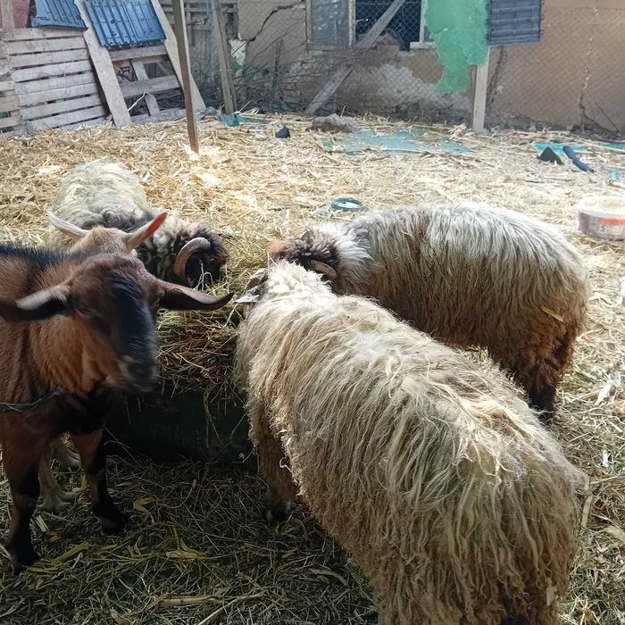 Miei,berbeci si  țapi
