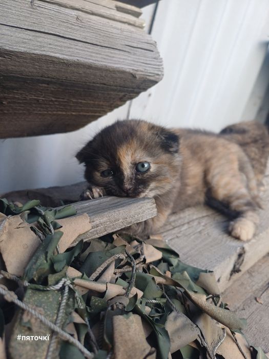 котята в добрые руки.
