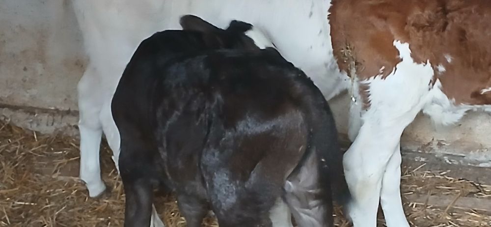 Vitei belgian baltata angus