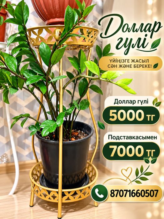 Продается комнатные растения