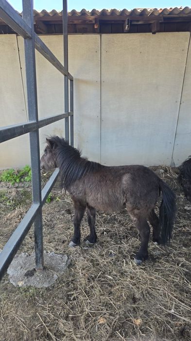 Продам пони годовалый