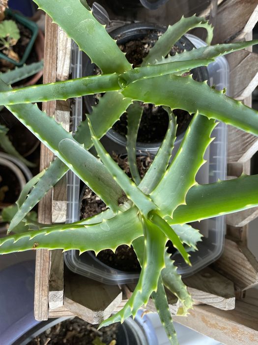 Лечебно алое, хлорофитум.