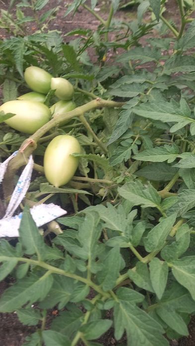 Продам помидоры красные зелёные