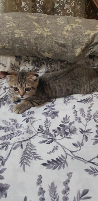 Котенок скотиш фолд