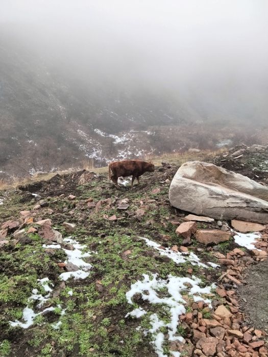Продажи бычка около года
