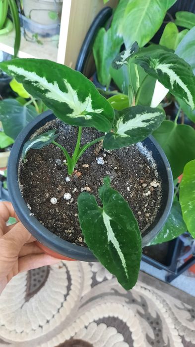 Сингониум разные