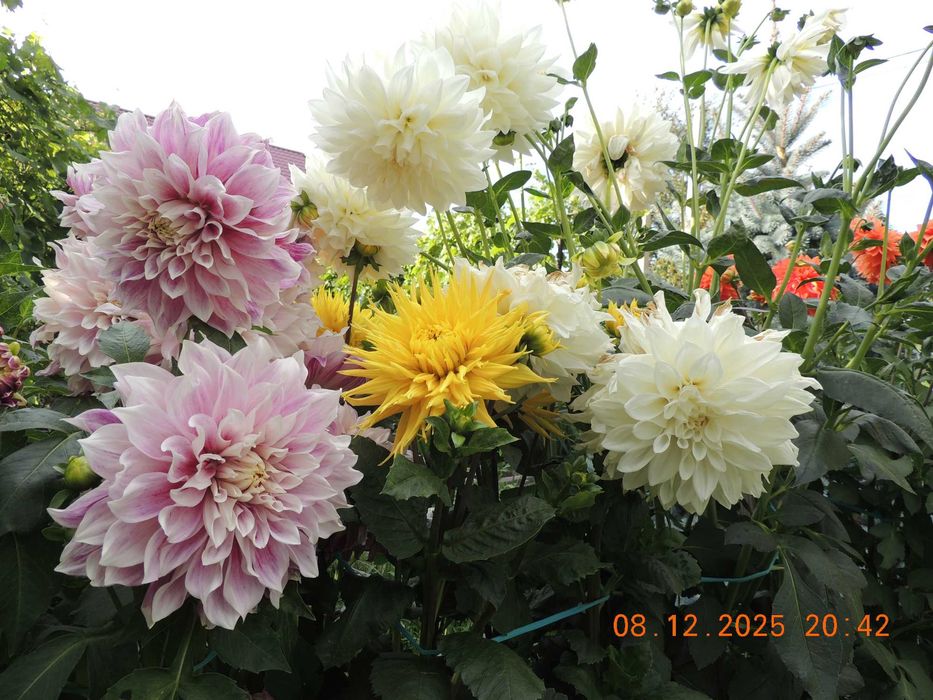 Георгины сортовые