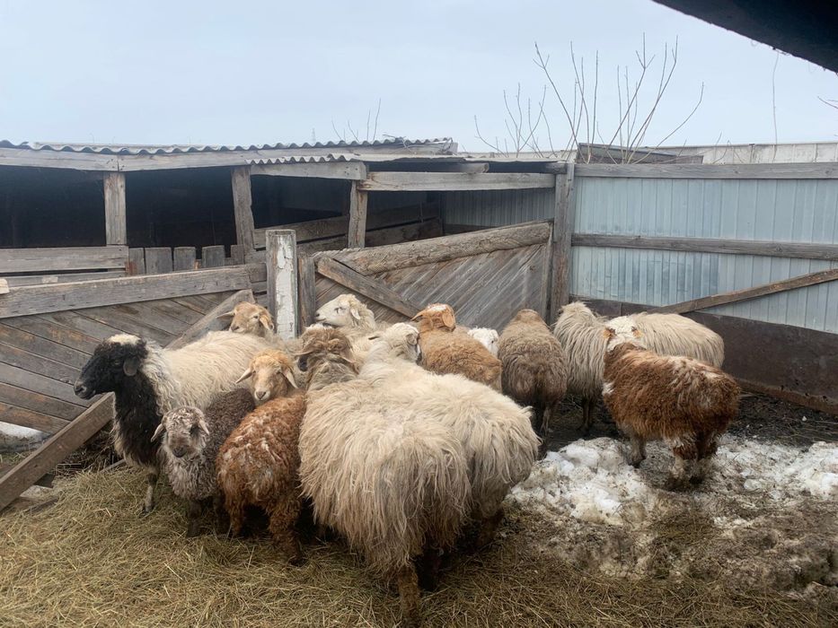 Продам овец с ягнятами