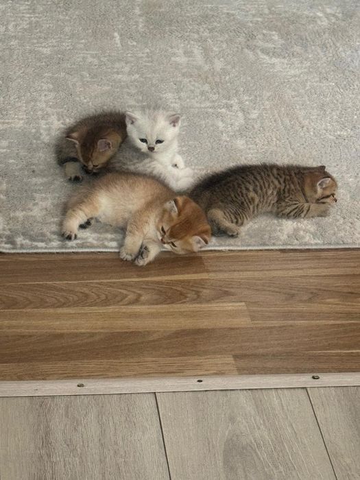 Британцы прямоухие.