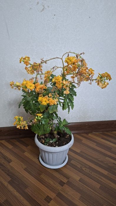 Комнатные цветы, цена за все