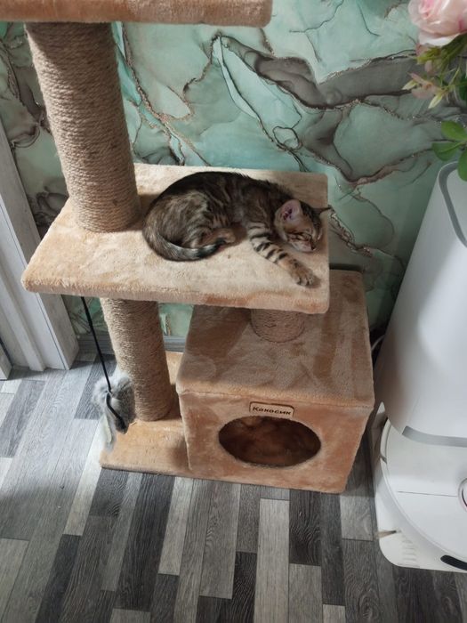 Котёнок бенгальский девочка