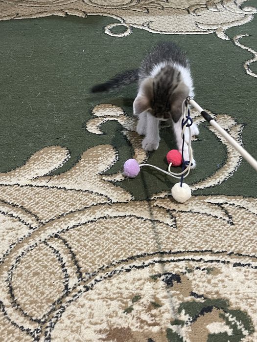 Отдам котят в хорошие руки!!!
