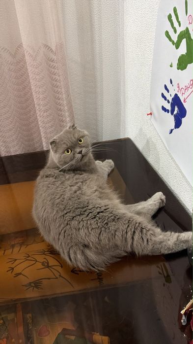 Отдам кошечку в заботливые руки