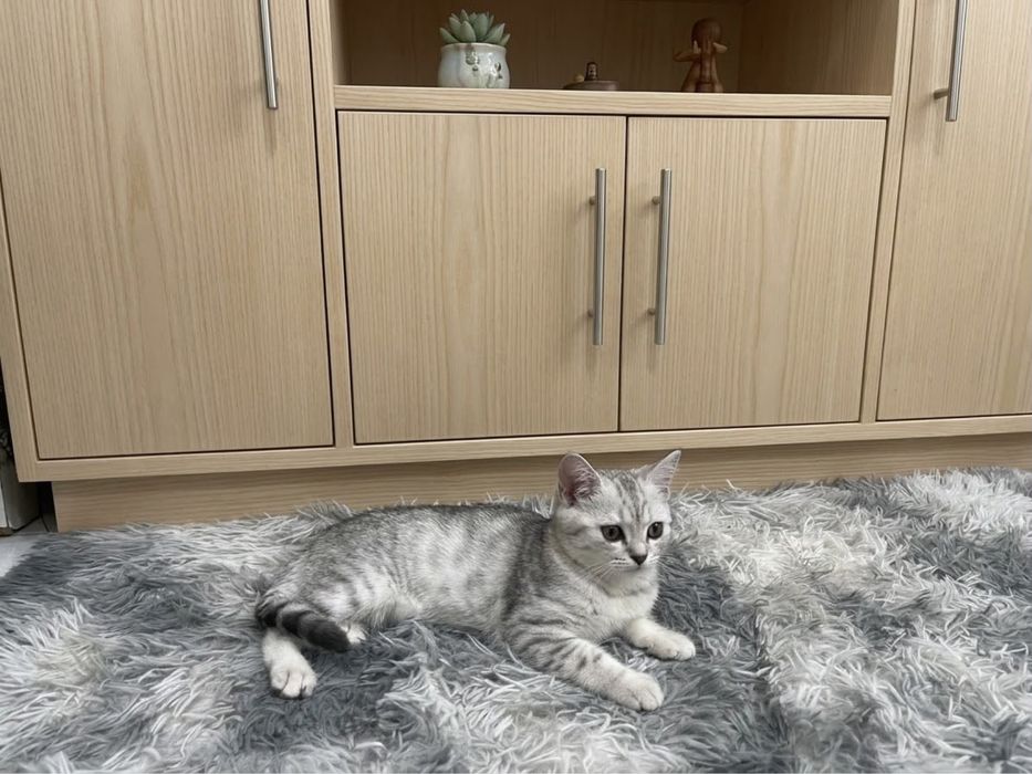 Продам котёнка очень красивая