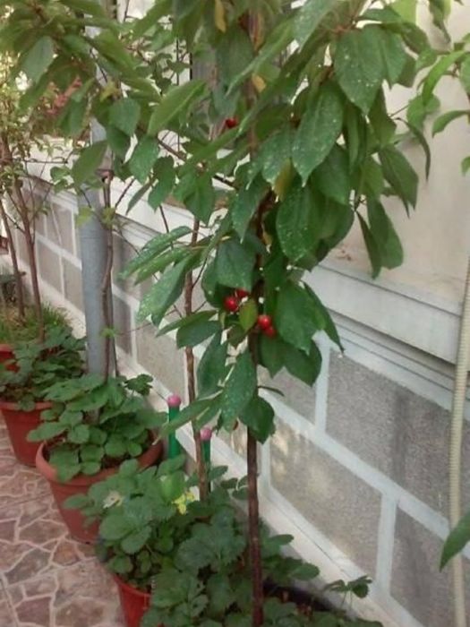 Pomi Fructiferi la ghiveci Prun/Par/Cais/Piersic/Nectarin/Cireș pe rod