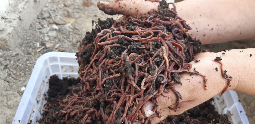 Калифорнийские красные дождевые черви