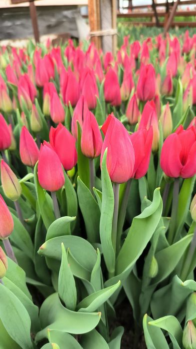 Тюльпаны местные 650т.