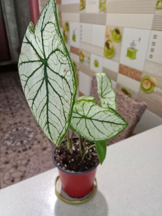 Каладиум цветок продам