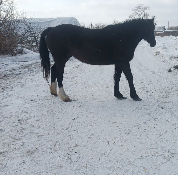 Продам кобылу ,.