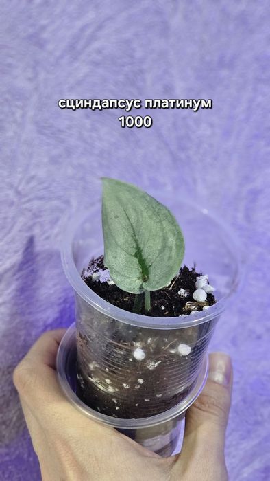 Продажа/обмен растений