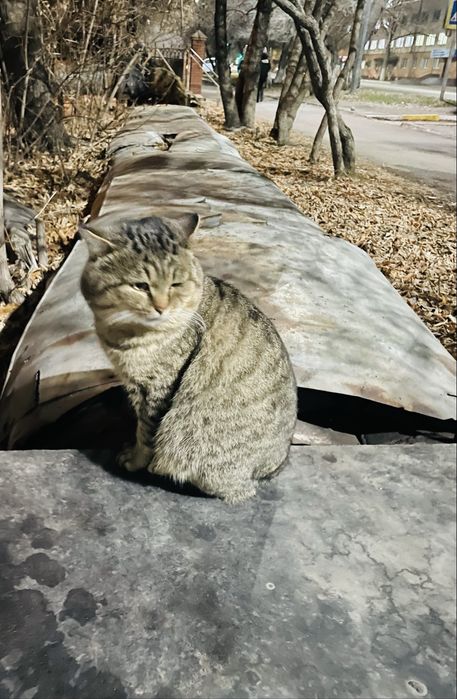 Кот Кузьма Кузьмич