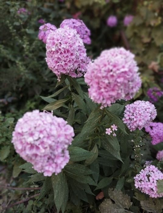 Флоксы Королевские