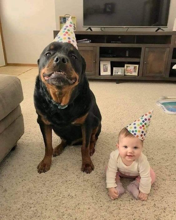 Dresaj canin / lecții de dresaj