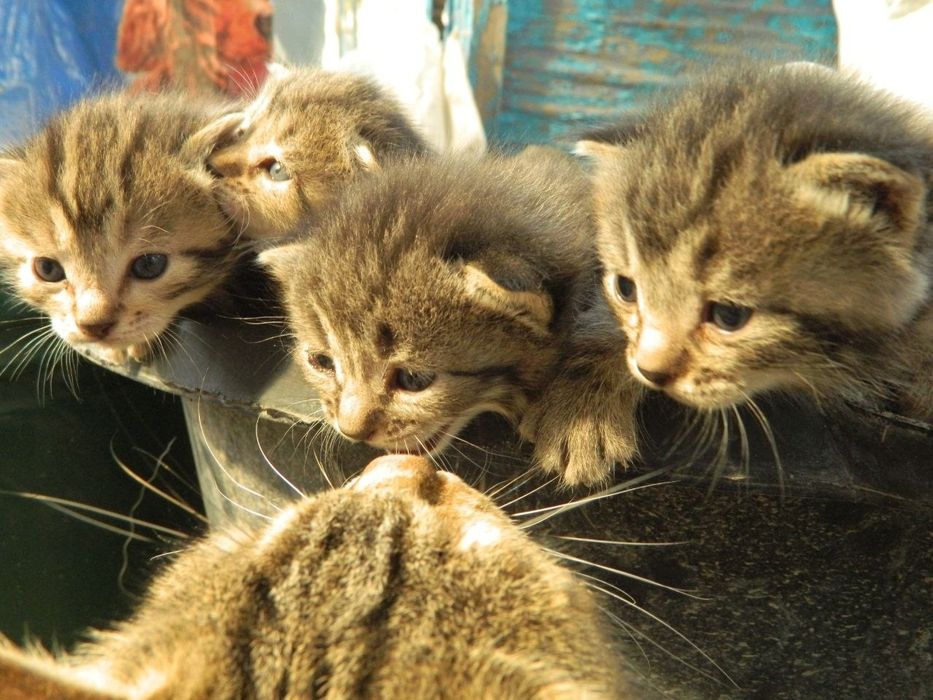 Породистые котята