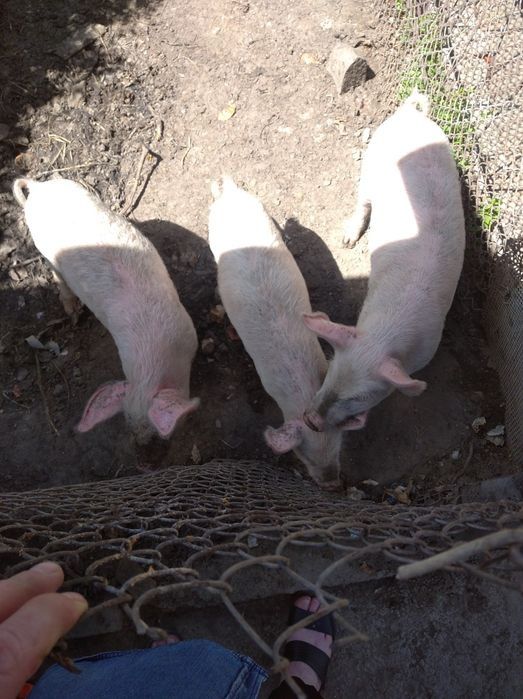 Продаються поросята