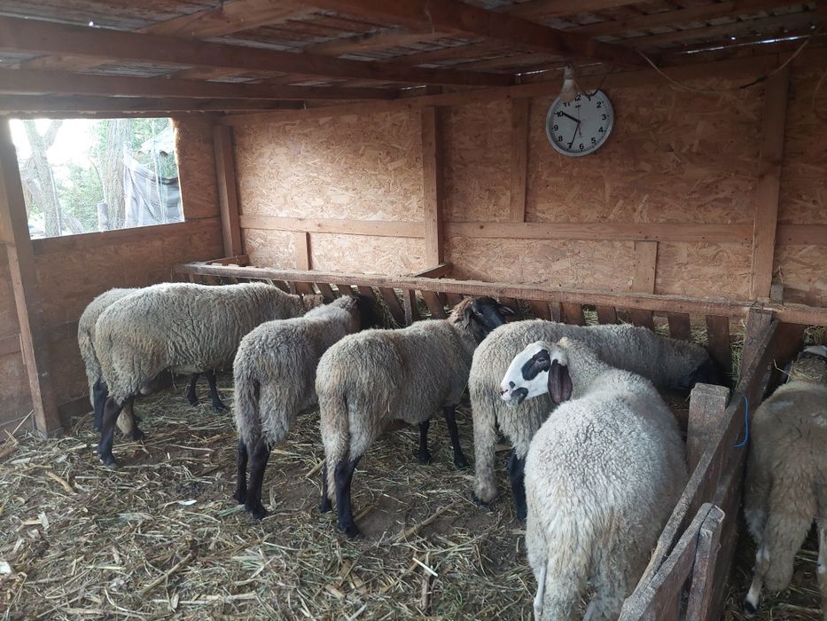 Vând 5 oi și un berbec