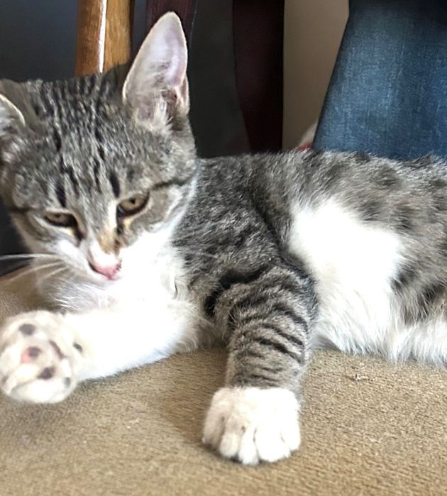 Котята В Бухаре.