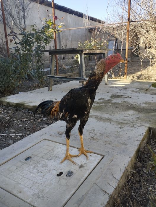 Saman juja sotiladi, zoti toza, Shahrisabz narxi 850ming